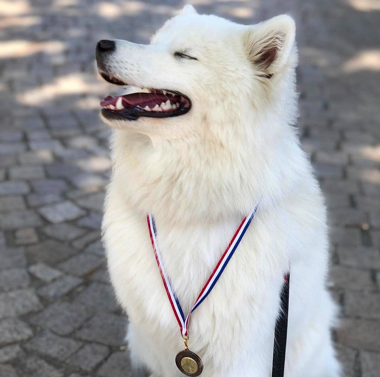 Neva participe au concours pour gagner de l'argent avec cette photo : canidae, carnivore, collar, companion_dog, dog, dog_breed, dog_collar, dog_supply, fur, german_spitz, japanese_spitz, jaw, leash, pet_supply, samoyed, snout, spitz, sporting_group, whiskers, working_animal
