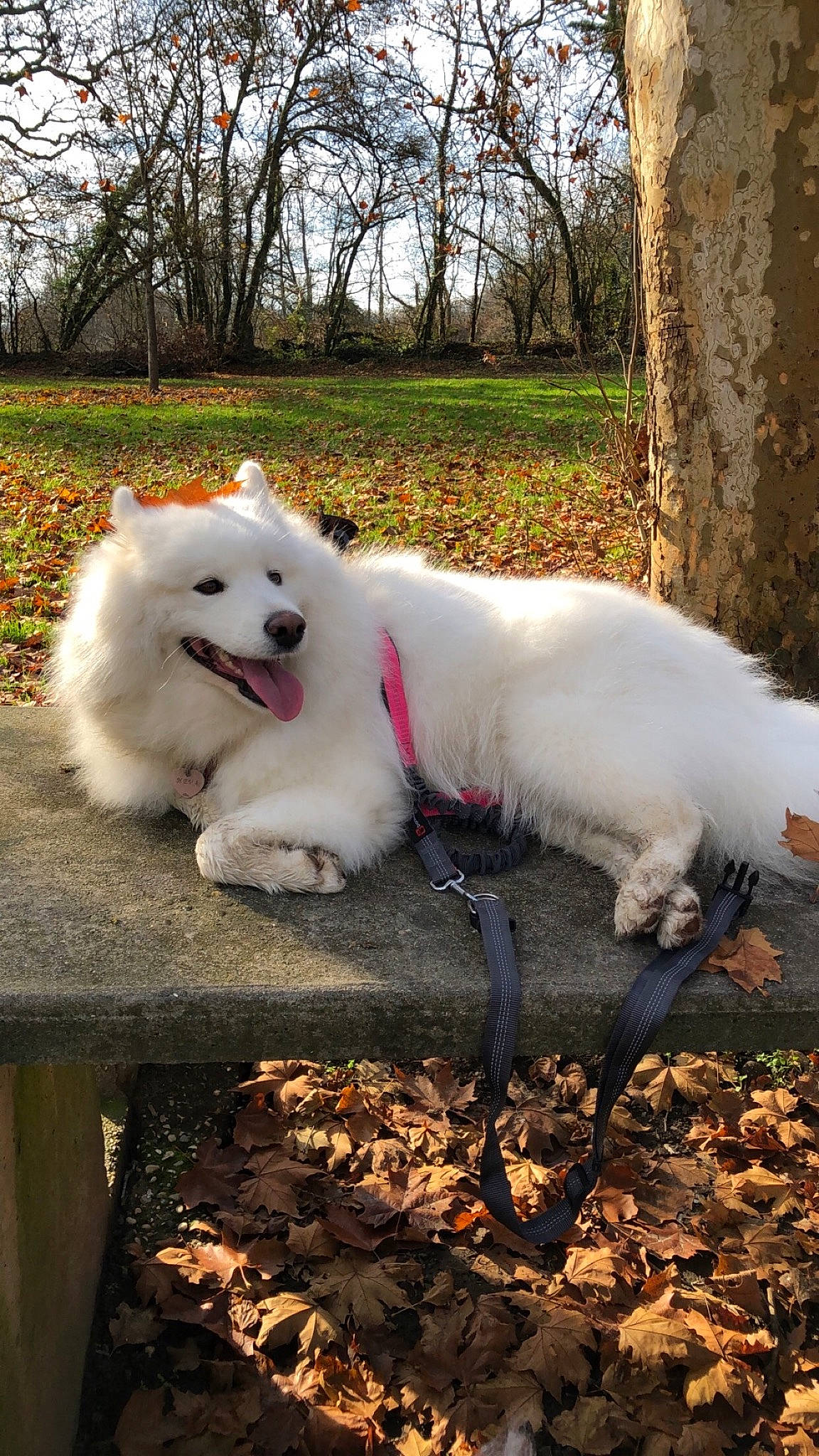 Neva a rejoint le concours — aidez-le/la à gagner de superbes lots ! american_eskimo_dog, canidae, carnivore, companion_dog, dog, dog_breed, fur, grass, indian_spitz, japanese_spitz, non_sporting_group, plant, samoyed, sky, snout, spitz, sporting_group, tail, tree, volpino_italiano