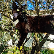 Smoke participe au concours pour gagner de l'argent avec cette photo : animal, balancing, black_and_white, branch, cat, curious, daylight, garden, grass, green_eyes, lantern, leaves, mammal, nature, outdoor, pet, purple, shadows, sunlight, tree
