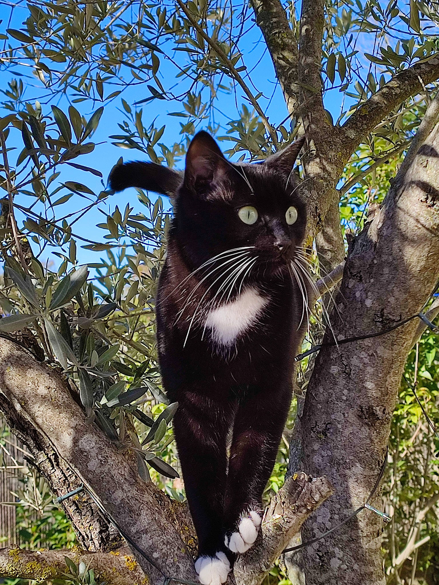 Smoke a rejoint le concours — aidez-le/la à gagner de superbes lots ! bombay, branch, carnivore, cat, domestic_short_haired_cat, electric_blue, felidae, fur, grass, plant, sky, small_to_medium_sized_cats, snout, tail, terrestrial_animal, tree, trunk, twig, whiskers, woody_plant