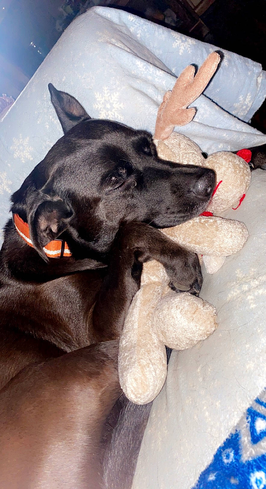 Finny is registered to the contest to win money with this photo: canidae, carnivore, comfort, companion_dog, dog, dog_breed, ear, fawn, fur, jaw, non_sporting_group, paw, snout, sporting_group, working_animal