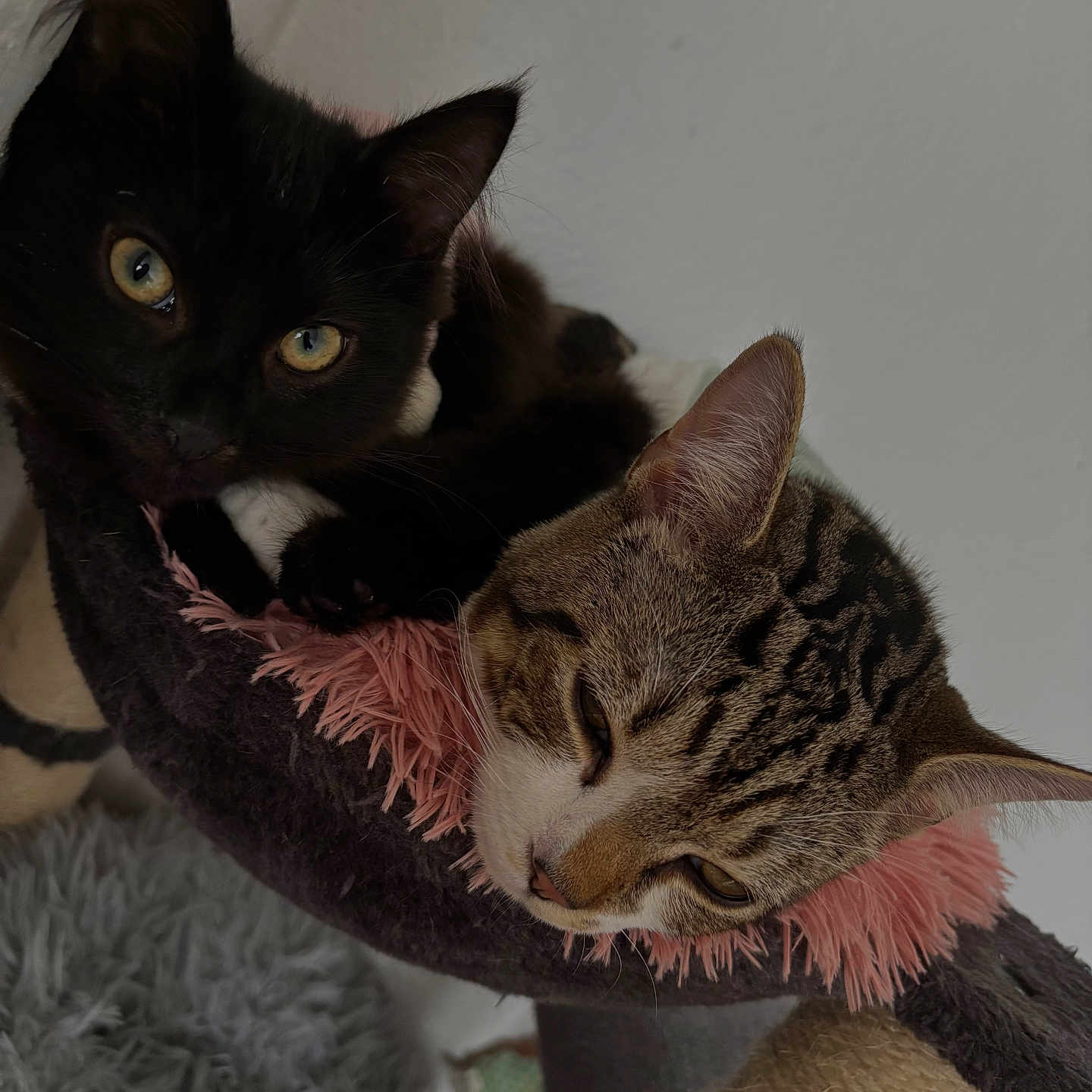 Muffin Fifi joined the competition — help win amazing prizes! animal, black_cat, cat, cat_hammock, closeup, companion, cozy, cute, ears, feline, friendship, fur, indoor, pet, relaxed, resting, sleepy, soft, tabby_cat, whiskers