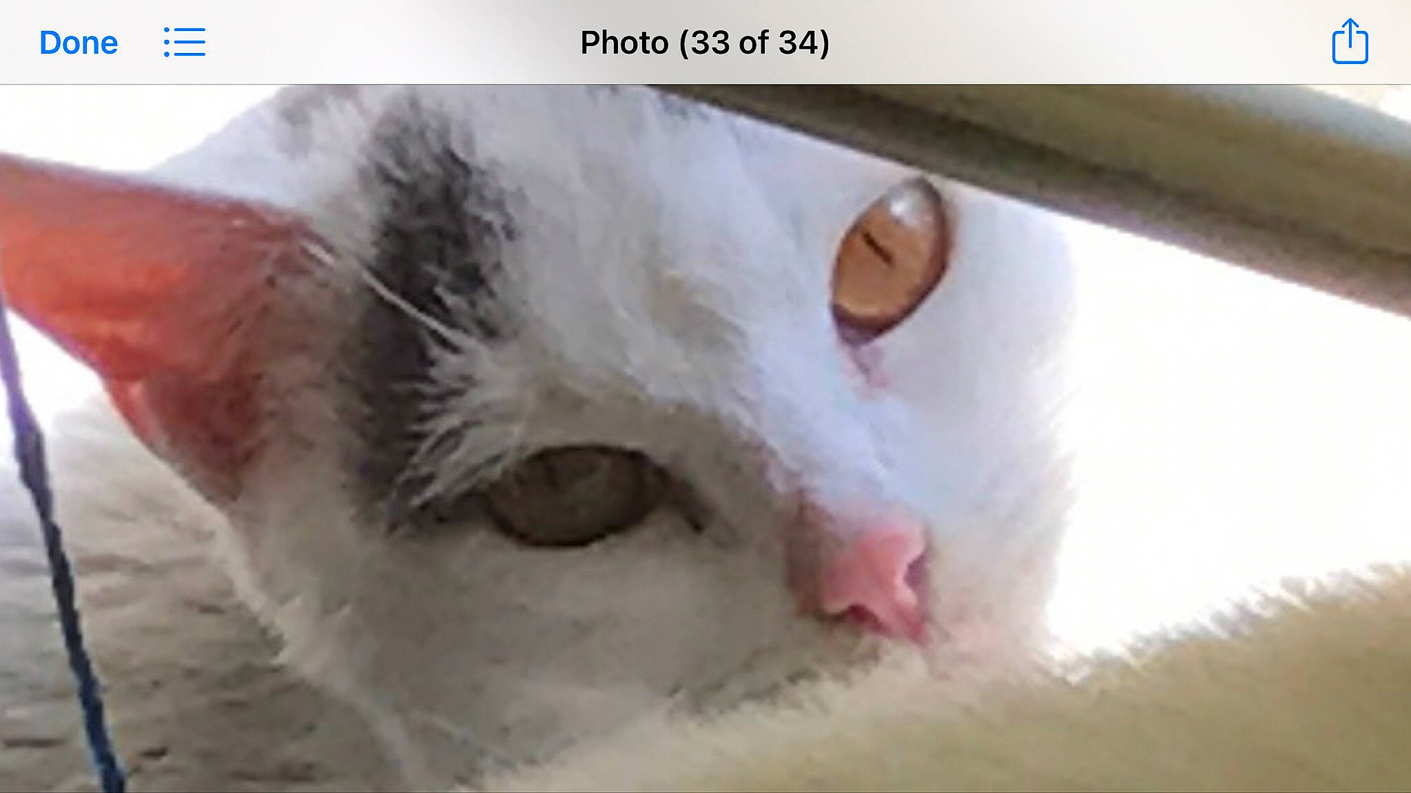 Miss Piggy is registered to the contest to win money with this photo: art, carnivore, cat, domestic_short_haired_cat, ear, eye, eyelash, felidae, font, fur, head, human_body, organism, paw, photo_caption, screenshot, small_to_medium_sized_cats, snout, terrestrial_animal, whiskers