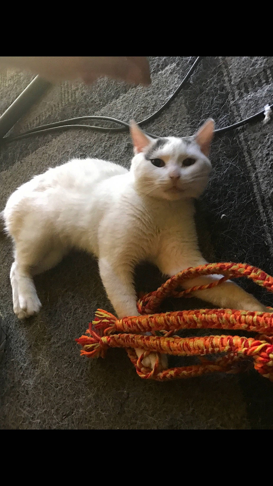 Miss Piggy is registered to the contest to win money with this photo: carnivore, cat, claw, comfort, domestic_short_haired_cat, fawn, felidae, fur, paw, small_to_medium_sized_cats, snout, tail, terrestrial_animal, whiskers