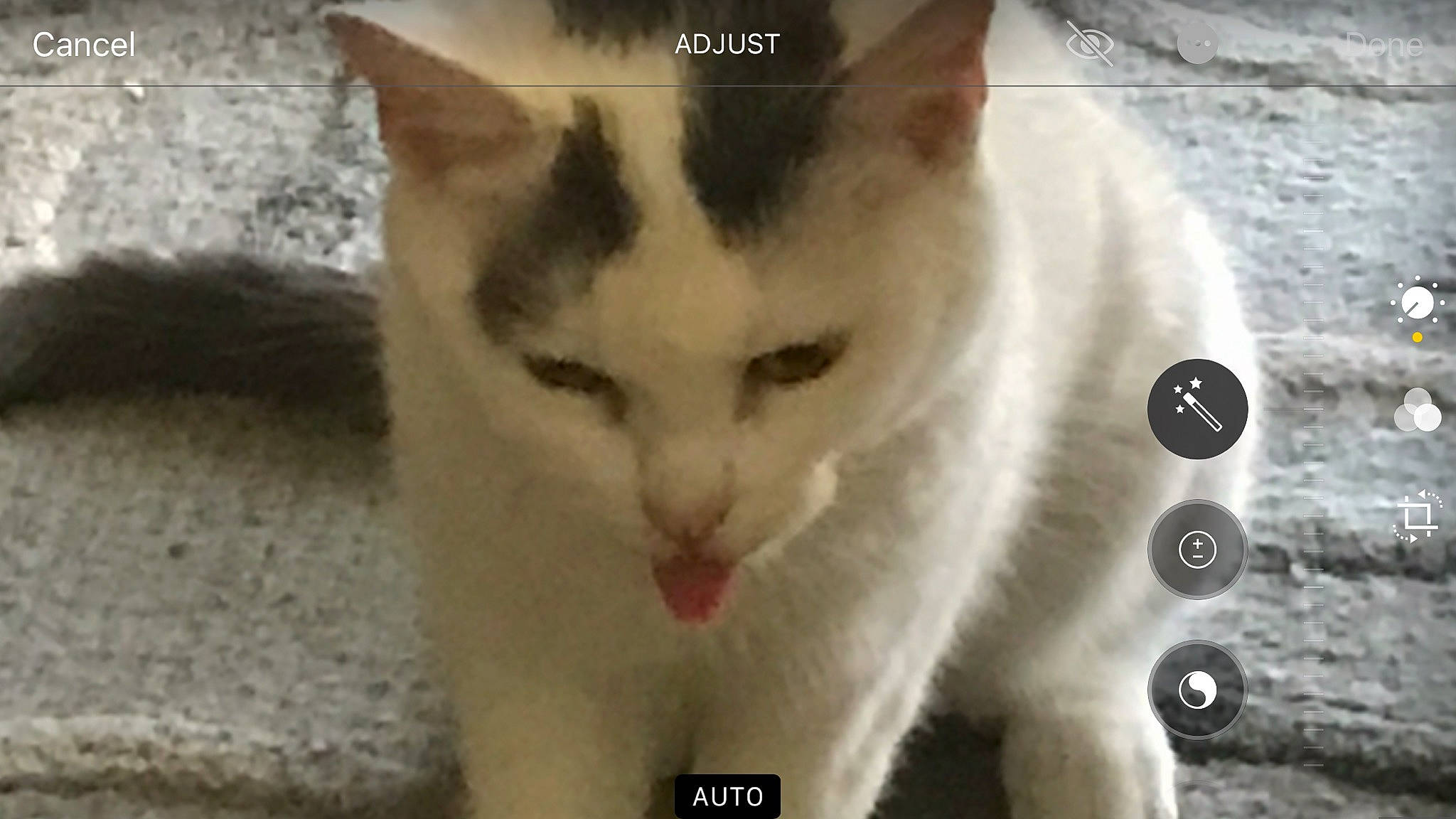 Miss Piggy is registered to the contest to win money with this photo: carnivore, cat, domestic_short_haired_cat, felidae, fur, paw, photo_caption, small_to_medium_sized_cats, tail, terrestrial_animal, whiskers, window