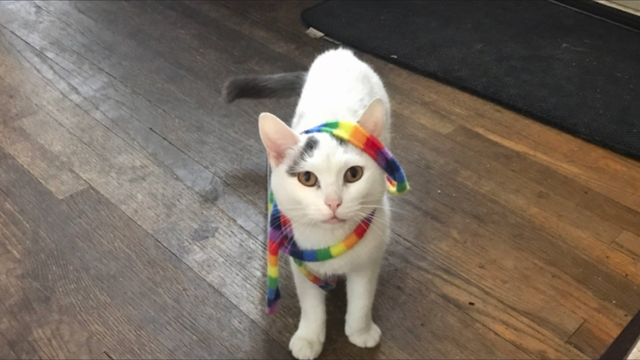 Miss Piggy joined the competition — help win amazing prizes! canidae, carnivore, cat, companion_dog, domestic_short_haired_cat, fawn, felidae, flooring, fur, hardwood, paw, plank, small_to_medium_sized_cats, snout, tail, varnish, whiskers, wood, wood_flooring, wood_stain