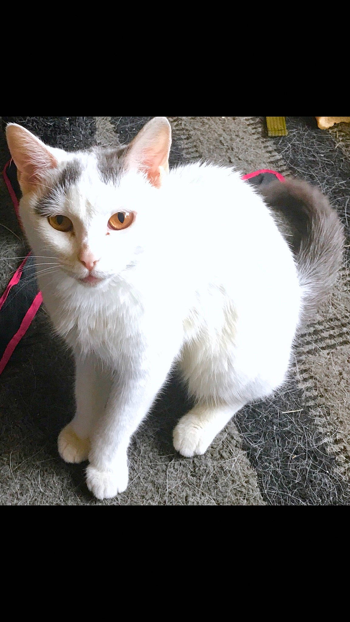 Miss Piggy is registered to the contest to win money with this photo: carnivore, cat, claw, domestic_short_haired_cat, eye, fawn, felidae, flooring, fur, paw, small_to_medium_sized_cats, snout, tail, whiskers