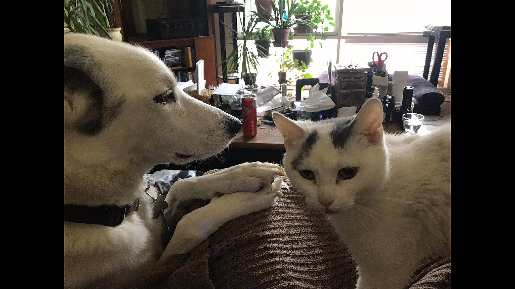 Miss Piggy is registered to the contest to win money with this photo: carnivore, cat, comfort, companion_dog, dog, domestic_short_haired_cat, fawn, felidae, flooring, fur, houseplant, mammal, paw, plant, sitting, small_to_medium_sized_cats, snout, tail, whiskers, window