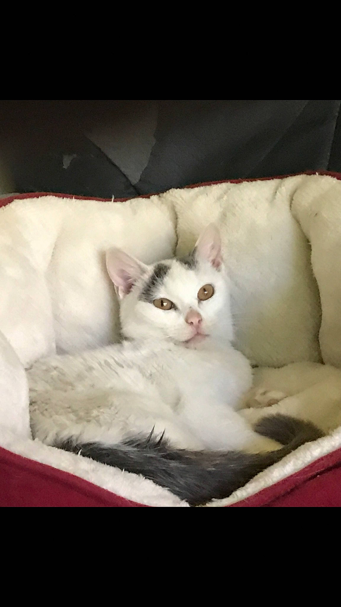 Miss Piggy joined the competition — help win amazing prizes! carnivore, cat, cat_supply, chair, claw, comfort, domestic_short_haired_cat, fawn, felidae, fur, paw, pet_supply, photo_caption, rectangle, sitting, small_to_medium_sized_cats, snout, tail, terrestrial_animal, whiskers