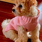 Piper joined the competition — help win amazing prizes! puppy, dog, pink_sweater, curly_fur, wooden_floor, table_leg, pet, cute, small_dog, indoors, fur, sitting, attentive, cozy, animal, companion, adorable, domestic_animal, young_dog, curious