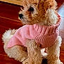puppy, dog, pink_sweater, curly_fur, wooden_floor, table_leg, pet, cute, small_dog, indoors, fur, sitting, attentive, cozy, animal, companion, adorable, domestic_animal, young_dog, curious