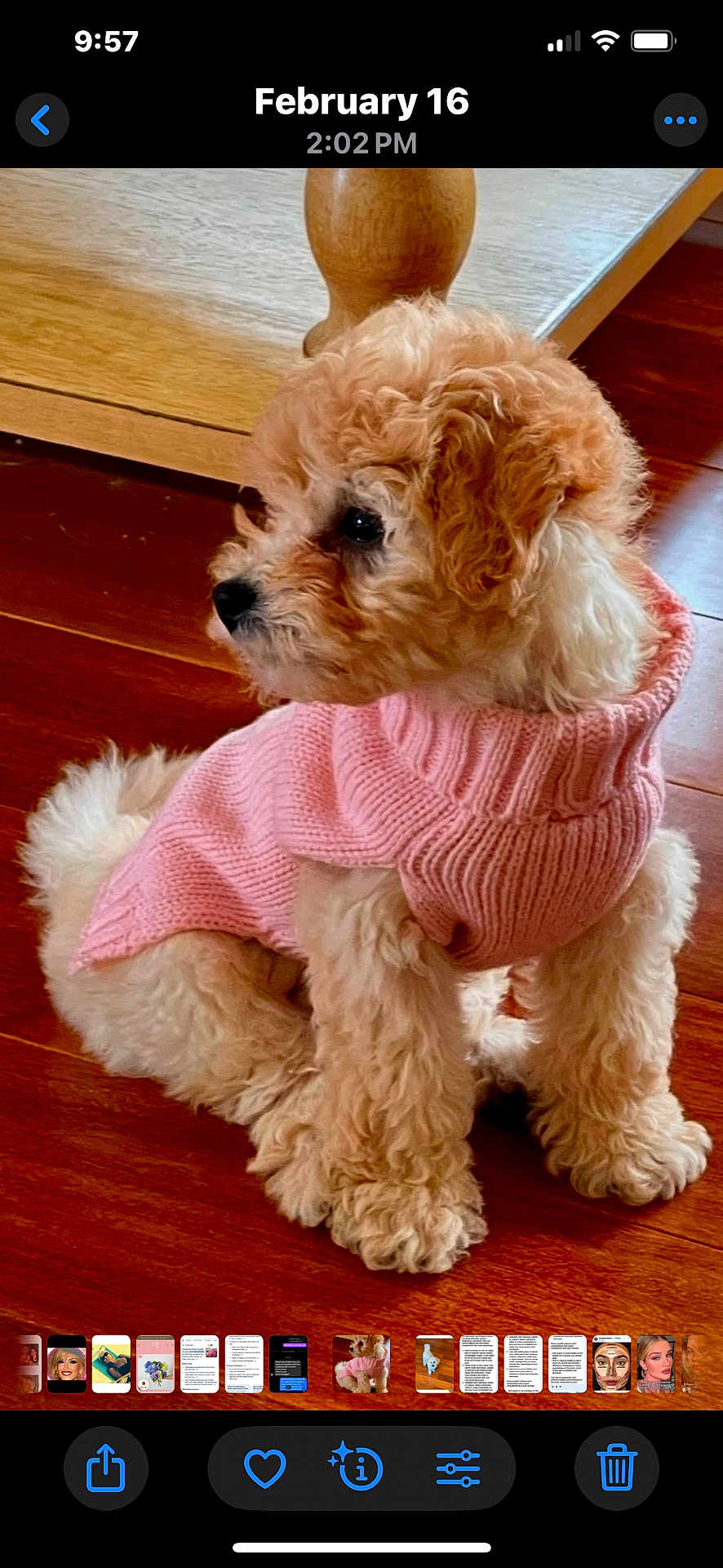 Piper