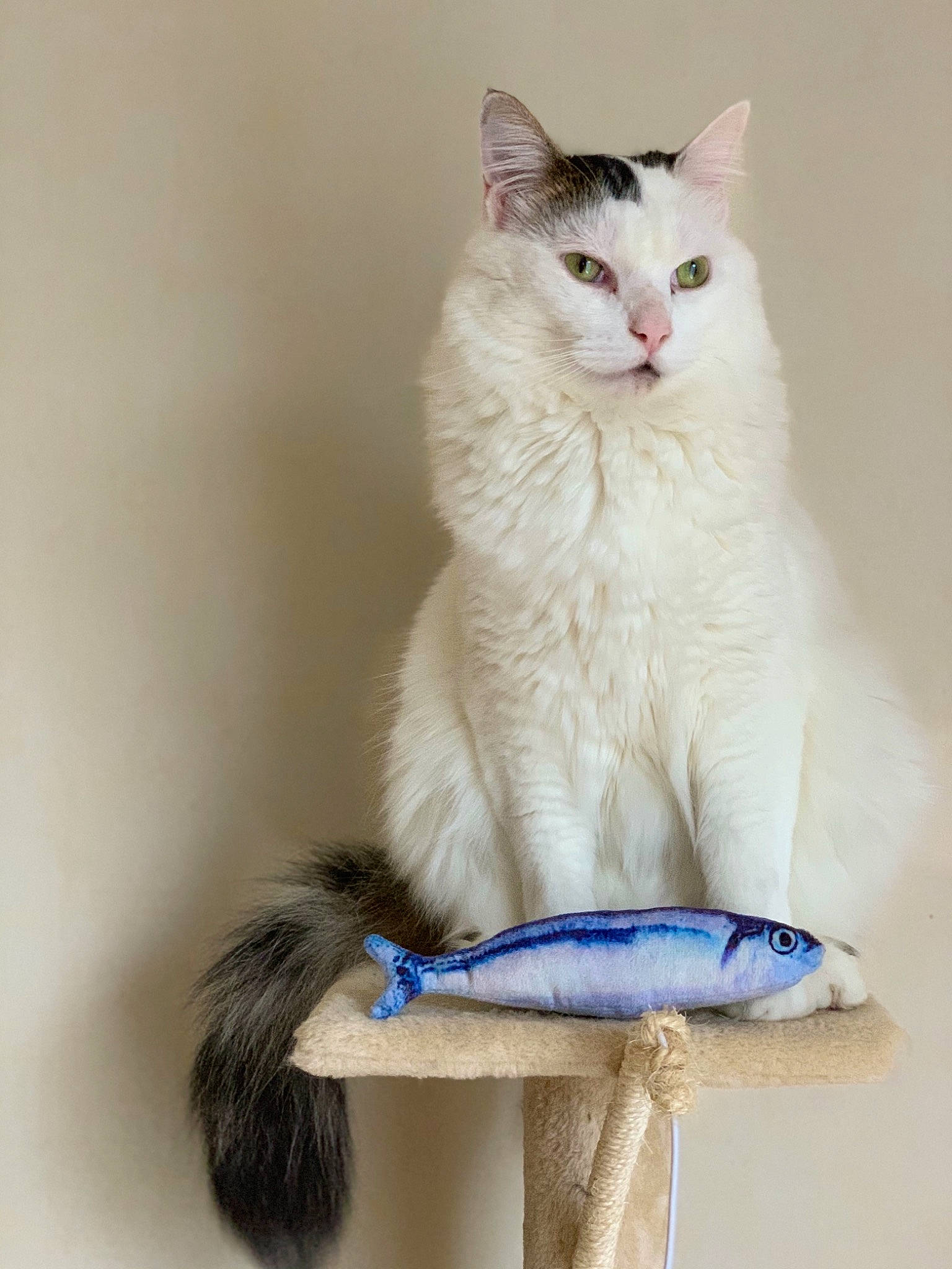 Miskine participe au concours pour gagner de l'argent avec cette photo : carnivore, cat, domestic_short_haired_cat, electric_blue, fashion_accessory, felidae, fur, paw, small_to_medium_sized_cats, tail, whiskers