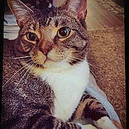 Boots is registered to the contest to win money with this photo: cat, tabby, close_up, indoor, pet, feline, whiskers, ears, eyes, fur, paws, resting, comfortable, cozy, animal, mammal, domestic, cute, portrait, relaxed