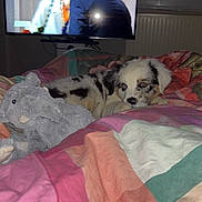 Arrow a rejoint le concours — aidez-le/la à gagner de superbes lots ! puppy, dog, bed, blanket, plush_toy, elephant_toy, indoor, television, people, conversation, window, curtain, colorful, patterned, resting, cute, pet, furniture, room, soft