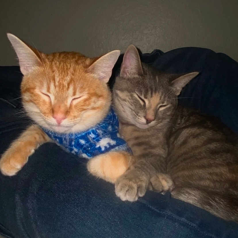Buzz joined the competition — help win amazing prizes! abyssinian, accessories, animal, cat, chair, clothing, couch, cushion, face, furniture, head, homedecor, kitten, manx, person, pet, photography, portrait, scarf, sleeping