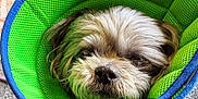 Gizmo is registered to the contest to win money with this photo: dog, pet, cone, protective_collar, fur, indoor, carpet, rug, brown, gray, closeup, looking_up, small_dog, animal, cute, domestic_animal, portrait, texture, resting, household
