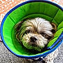 dog, pet, cone, protective_collar, fur, indoor, carpet, rug, brown, gray, closeup, looking_up, small_dog, animal, cute, domestic_animal, portrait, texture, resting, household
