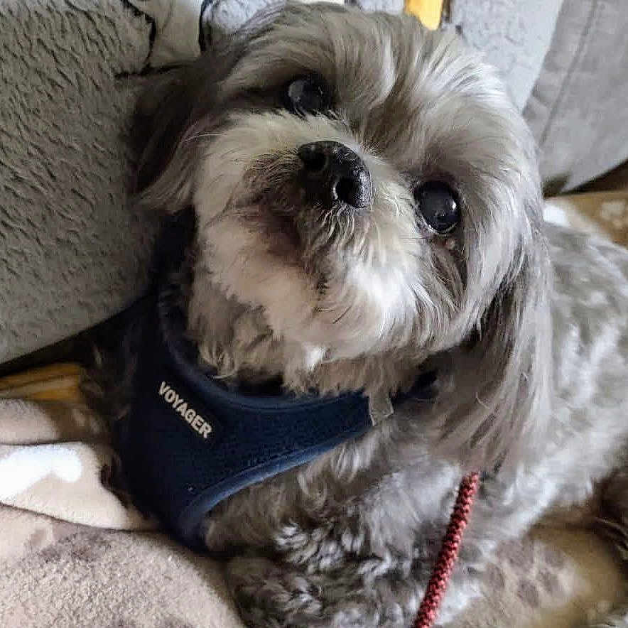 Gizmo is registered to the contest to win money with this photo: animal, blanket, closeup, comfort, companion, couch, cozy, cute, dog, domestic, fur, furniture, gray, harness, home, indoor, looking_up, pet, resting, small_dog