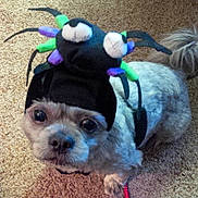 Gizmo is registered to the contest to win money with this photo: dog, pet, costume, hat, spider, carpet, indoor, small_dog, animal, cute, funny, face, fur, eyes, looking_up, closeup, adorable, playful, wearing, headgear
