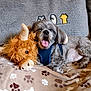 Gizmo joined the competition — help win amazing prizes! dog, plush_toy, blanket, paw_print, yawning, couch, furry, pet, cozy, indoor, resting, cute, stuffed_animal, animal, sleepy, fur, canine, home, comfort, relaxed