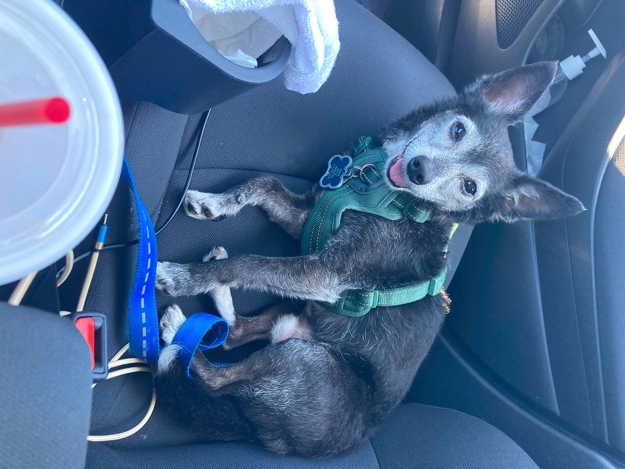 Tarzan joined the competition — help win amazing prizes! auto_part, azure, dog_breed, electric_blue, fictional_character, fur, mythical_creature, plastic, stuffed_toy, tail