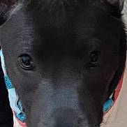 Zoey Blu joined the competition — help win amazing prizes! animal, canine, close_up, colorful, curious, cute, dog, domestic_animal, ears, fabric, floor, floral, fur, indoor, looking, multicolored_rug, pattern, pet, portrait, shirt