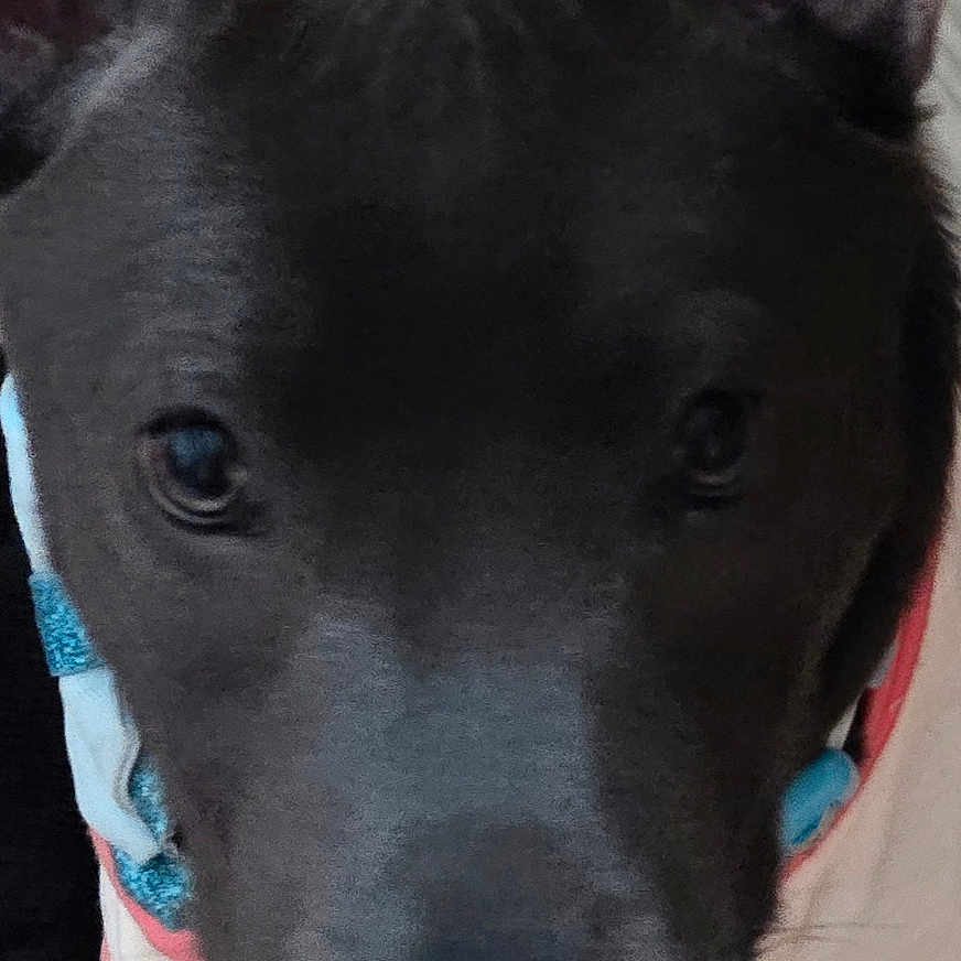Zoey Blu joined the competition — help win amazing prizes! animal, canine, close_up, colorful, curious, cute, dog, domestic_animal, ears, fabric, floor, floral, fur, indoor, looking, multicolored_rug, pattern, pet, portrait, shirt