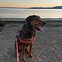 animal, calm, dog, evening, gravel, happy, harness, lake, landscape, leash, mountains, nature, outdoor, pet, scenic, sitting, sky, sunset, tongue_out, water