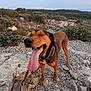 Lover a rejoint le concours — aidez-le/la à gagner de superbes lots ! adventure, bushes, canine, casual, chain, collar, daytime, dog, happy, hills, landscape, nature, outdoor, person_leg, pet, playful, rocky_terrain, sky, tongue_out, walking