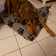 Lover a rejoint le concours — aidez-le/la à gagner de superbes lots ! animal, brown_dog, canine, collar, comfort, cushion, dog, domestic_animal, floor_tiles, fur, home, indoor, laying_down, mammal, paw_prints, pet_bed, relaxed, resting, sleepy, tile_floor