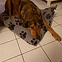 animal, brown_dog, canine, collar, comfort, cushion, dog, domestic_animal, floor_tiles, fur, home, indoor, laying_down, mammal, paw_prints, pet_bed, relaxed, resting, sleepy, tile_floor