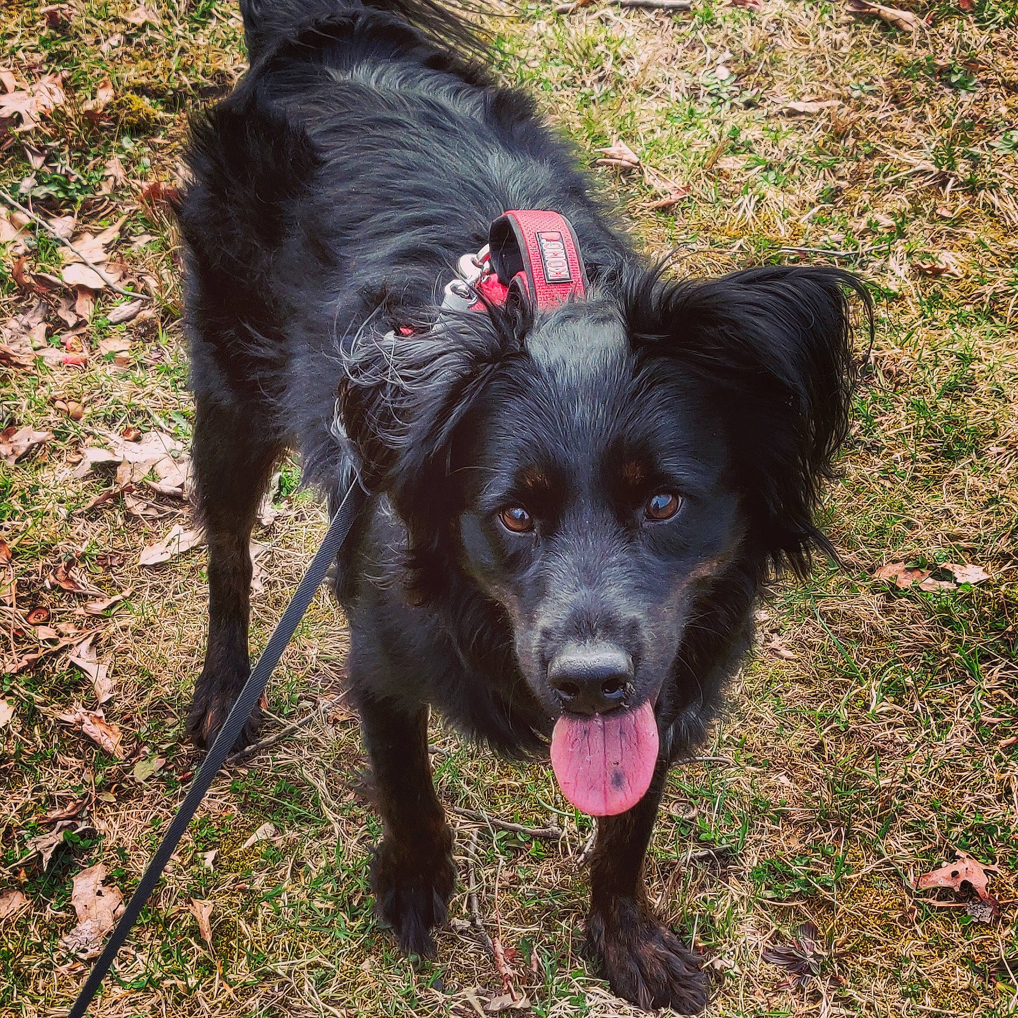 Pepper joined the competition — help win amazing prizes! borador, canidae, carnivore, companion_dog, dog, dog_breed, fur, grass, hunting_dog, liver, snout, soil, sporting_group, tail, terrestrial_animal, working_animal