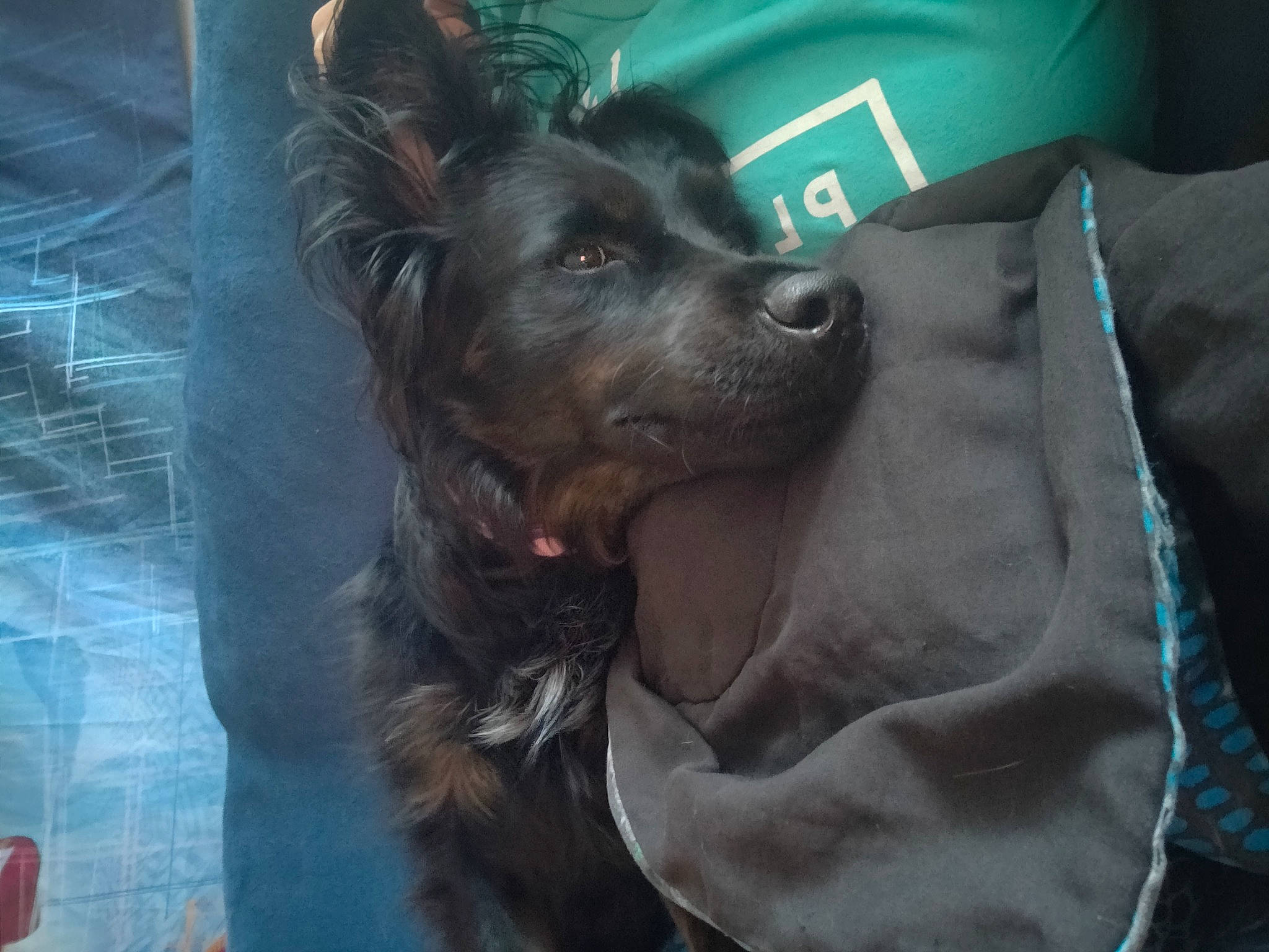 Pepper is registered to the contest to win money with this photo: canidae, carnivore, collar, companion_dog, dog, dog_breed, dog_collar, ear, fang, fawn, fur, gesture, guard_dog, jaw, liver, snout, sporting_group, toy_dog, whiskers, working_animal