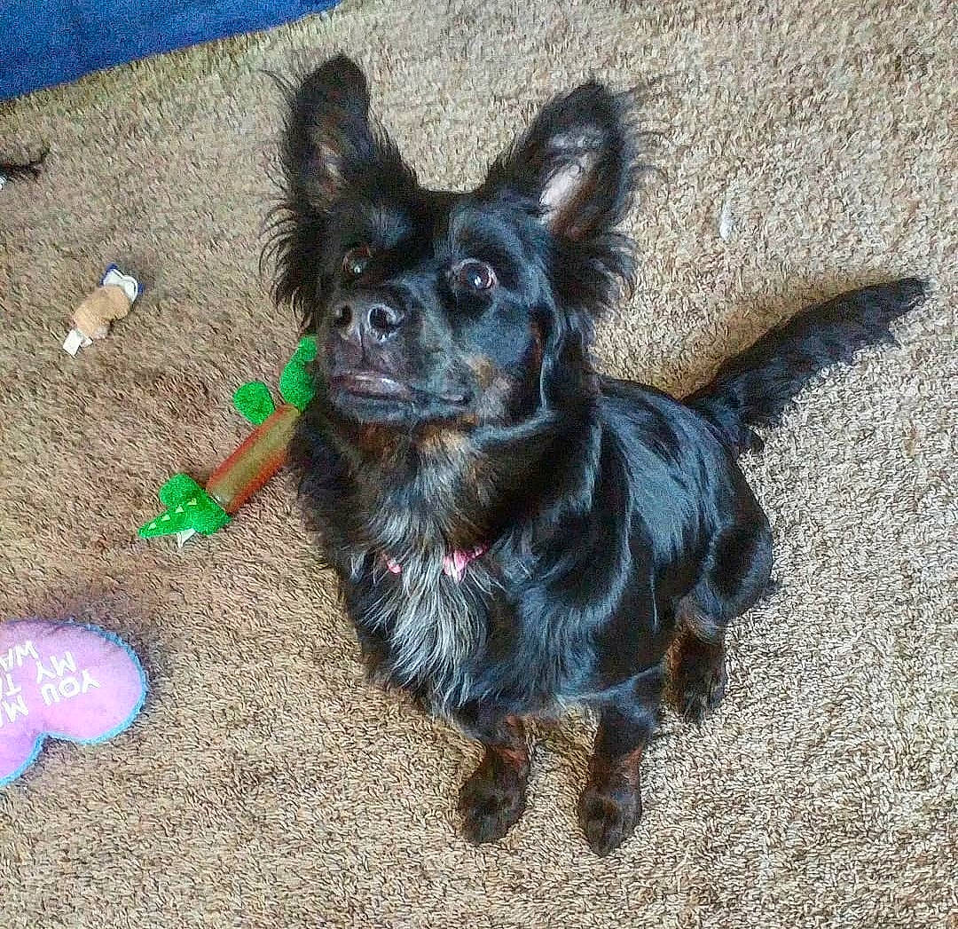 Pepper joined the competition — help win amazing prizes! carnivore, chihuahua, companion_dog, dog, dog_breed, dog_supply, fashion_accessory, fawn, felidae, fur, liver, paw, road_surface, russkiy_toy, snout, sporting_group, tail, toy_dog, whiskers, working_animal