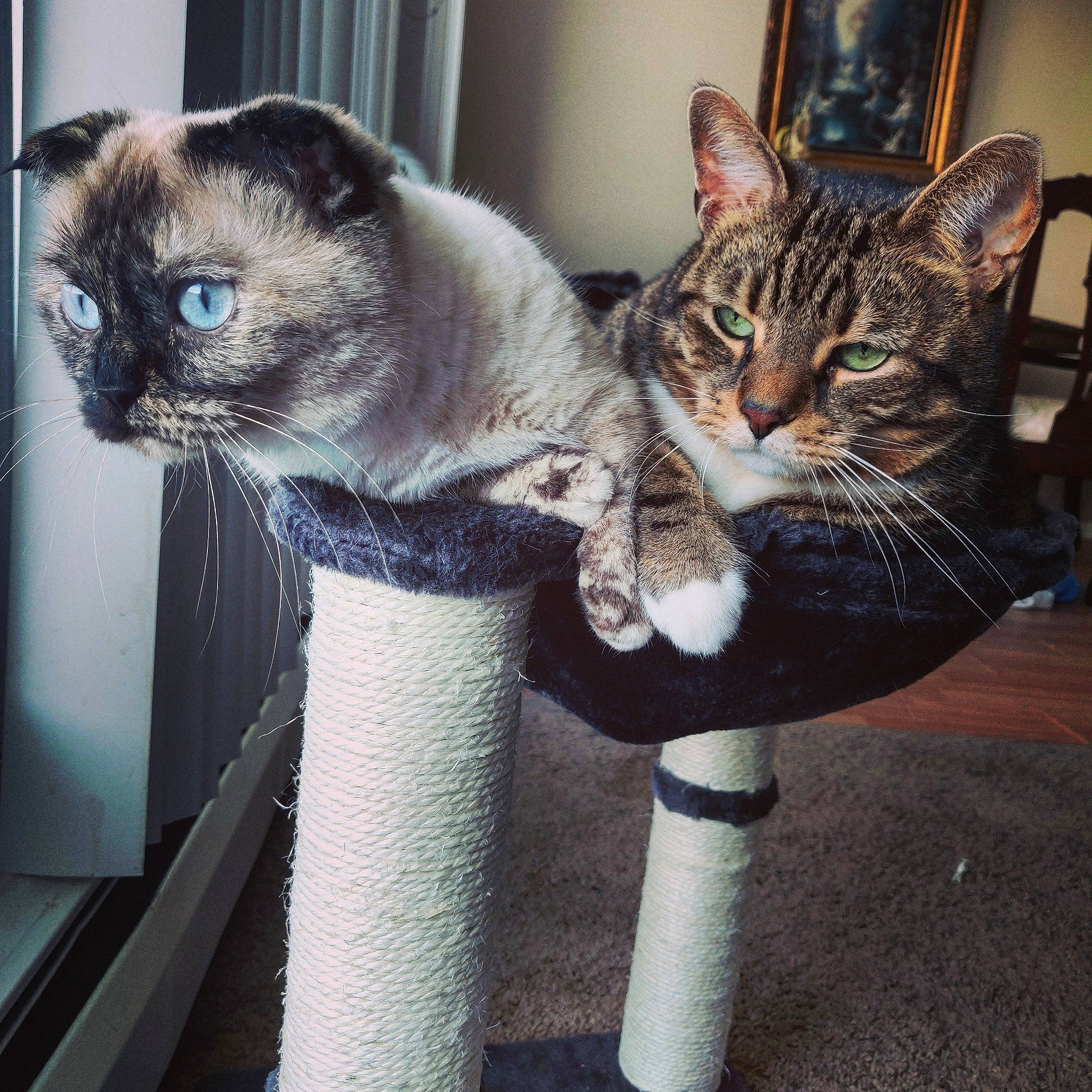 Edward joined the competition — help win amazing prizes! carnivore, cat, cat_furniture, cat_supply, claw, domestic_short_haired_cat, door, felidae, fur, grey, iris, paw, siamese, small_to_medium_sized_cats, snout, tail, terrestrial_animal, thai, whiskers, window