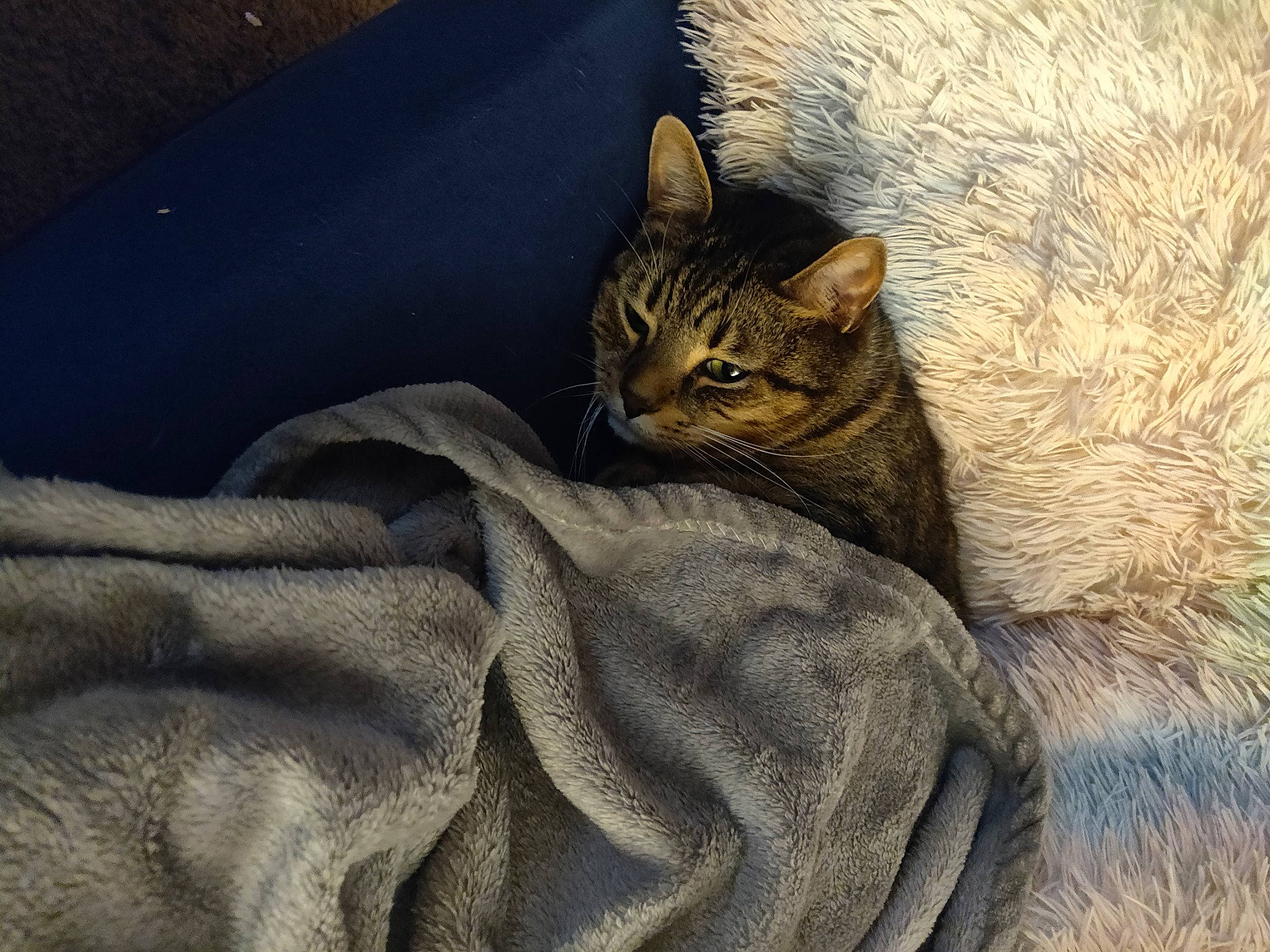 Edward joined the competition — help win amazing prizes! brown, carnivore, cat, comfort, domestic_short_haired_cat, fawn, felidae, fur, grass, grey, linens, sand, small_to_medium_sized_cats, snout, tail, terrestrial_animal, textile, tree, whiskers, wildlife