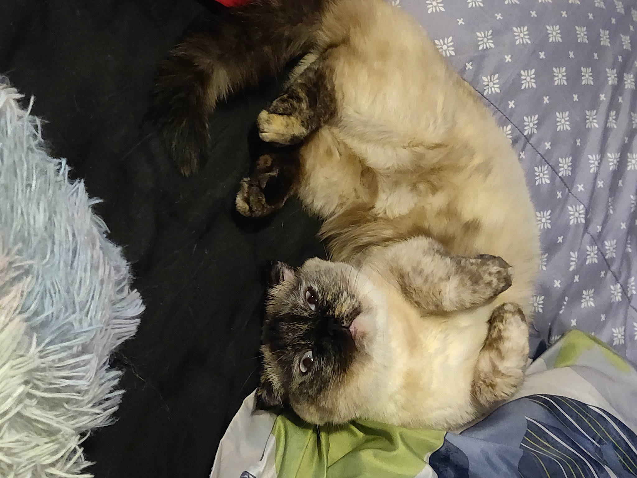 Eevee is registered to the contest to win money with this photo: birman, canidae, carnivore, cat, claw, comfort, companion_dog, dog_breed, fawn, felidae, fur, nap, paw, siamese, small_to_medium_sized_cats, sporting_group, tail, whiskers