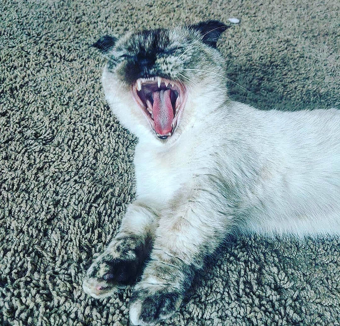 Eevee is registered to the contest to win money with this photo: big_cats, canidae, carnivore, claw, dog_breed, domestic_short_haired_cat, fang, felidae, foot, fur, happy, marine_mammal, paw, roar, small_to_medium_sized_cats, snout, terrestrial_animal, whiskers, wildlife, yawn