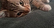 Bear is registered to the contest to win money with this photo: cat, kitten, animal, pet, feline, brown_tabby, lying_down, relaxed, wide_eyed, whiskers, ears, paws, fur, close_up, portrait, blanket, bed, bedding, indoors, cozy