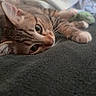 cat, kitten, animal, pet, feline, brown_tabby, lying_down, relaxed, wide_eyed, whiskers, ears, paws, fur, close_up, portrait, blanket, bed, bedding, indoors, cozy