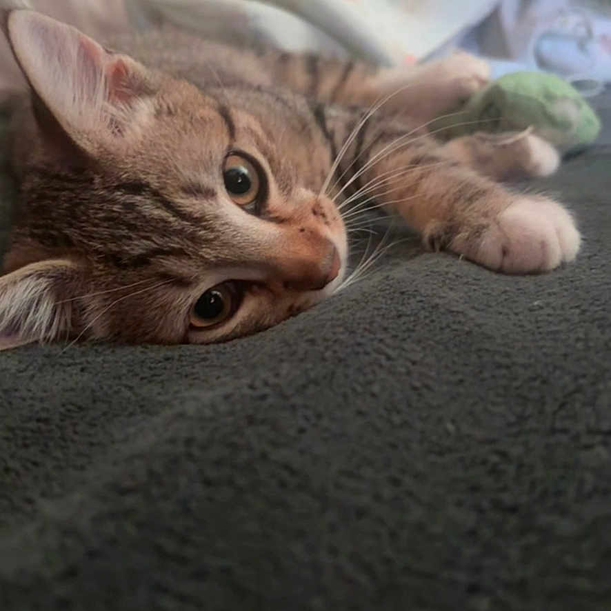 Bear is registered to the contest to win money with this photo: cat, kitten, animal, pet, feline, brown_tabby, lying_down, relaxed, wide_eyed, whiskers, ears, paws, fur, close_up, portrait, blanket, bed, bedding, indoors, cozy