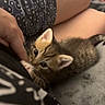 Bear is registered to the contest to win money with this photo: kitten, cat, tabby, animal, pet, cuddling, indoor, cozy, lying_down, brown_fur, striped_fur, blue_eyes, whiskers, ears, paws, person, legs, blanket, sofa, headphones