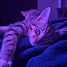 Bear joined the competition — help win amazing prizes! cat, tabby_cat, sleeping, sleepy, pet, feline, whiskers, ears, paws, striped_fur, blanket, bed, indoor, bedroom, low_light, purple_lighting, blue_lighting, cozy, relaxed, closeup