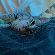 Bear is registered to the contest to win money with this photo: cat, kitten, tabby, striped_fur, blue_eyes, pet, animal, lying_down, upside_down, close_up, portrait, blanket, bed, cozy, indoor, home, relaxed, whiskers, ears, cute