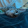 cat, kitten, tabby, striped_fur, blue_eyes, pet, animal, lying_down, upside_down, close_up, portrait, blanket, bed, cozy, indoor, home, relaxed, whiskers, ears, cute
