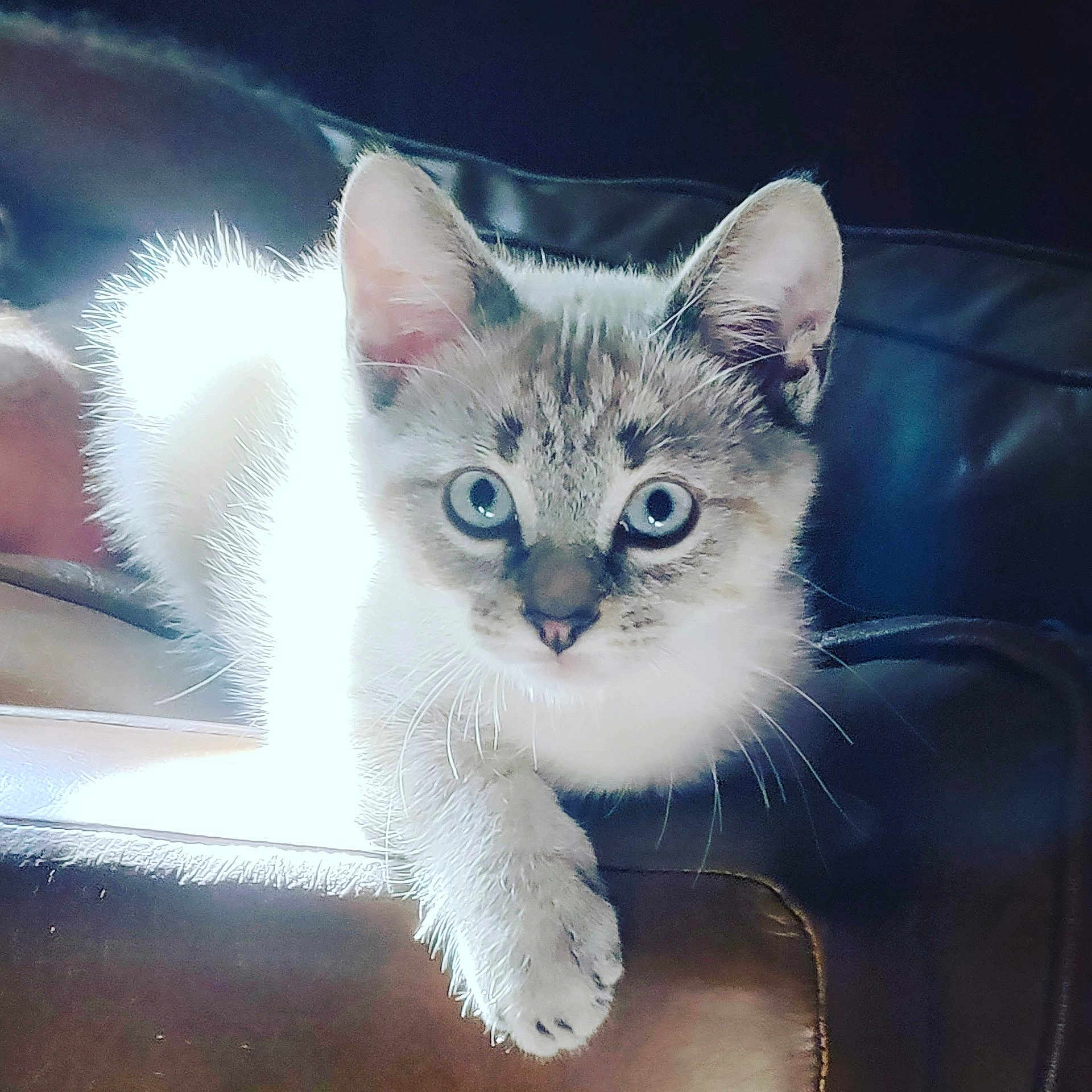 Obi-Wan participe au concours pour gagner de l'argent avec cette photo : cat, kitten, feline, pet, animal, portrait, close_up, blue_eyes, white_fur, cream_fur, tabby_markings, pointed_ears, whiskers, paw, sitting, indoors, furniture, backlighting, dramatic_lighting, curious