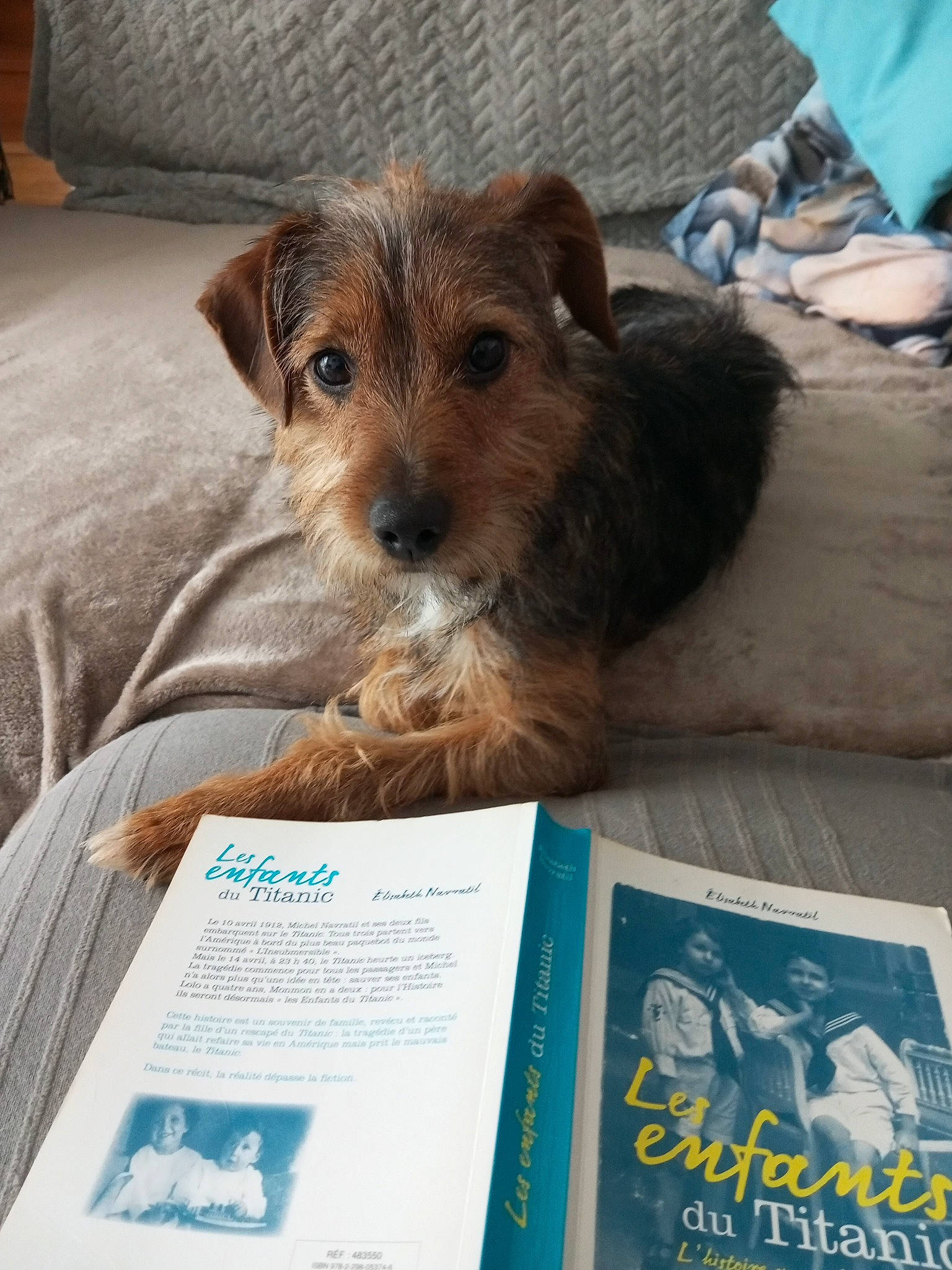 Lucky participe au concours pour gagner de l'argent avec cette photo : book, canidae, carnivore, comfort, companion_dog, dog, dog_breed, dog_supply, fur, liver, pet_supply, publication, small_terrier, snout, sporting_group, terrestrial_animal, terrier, toy_dog, working_animal, working_terrier