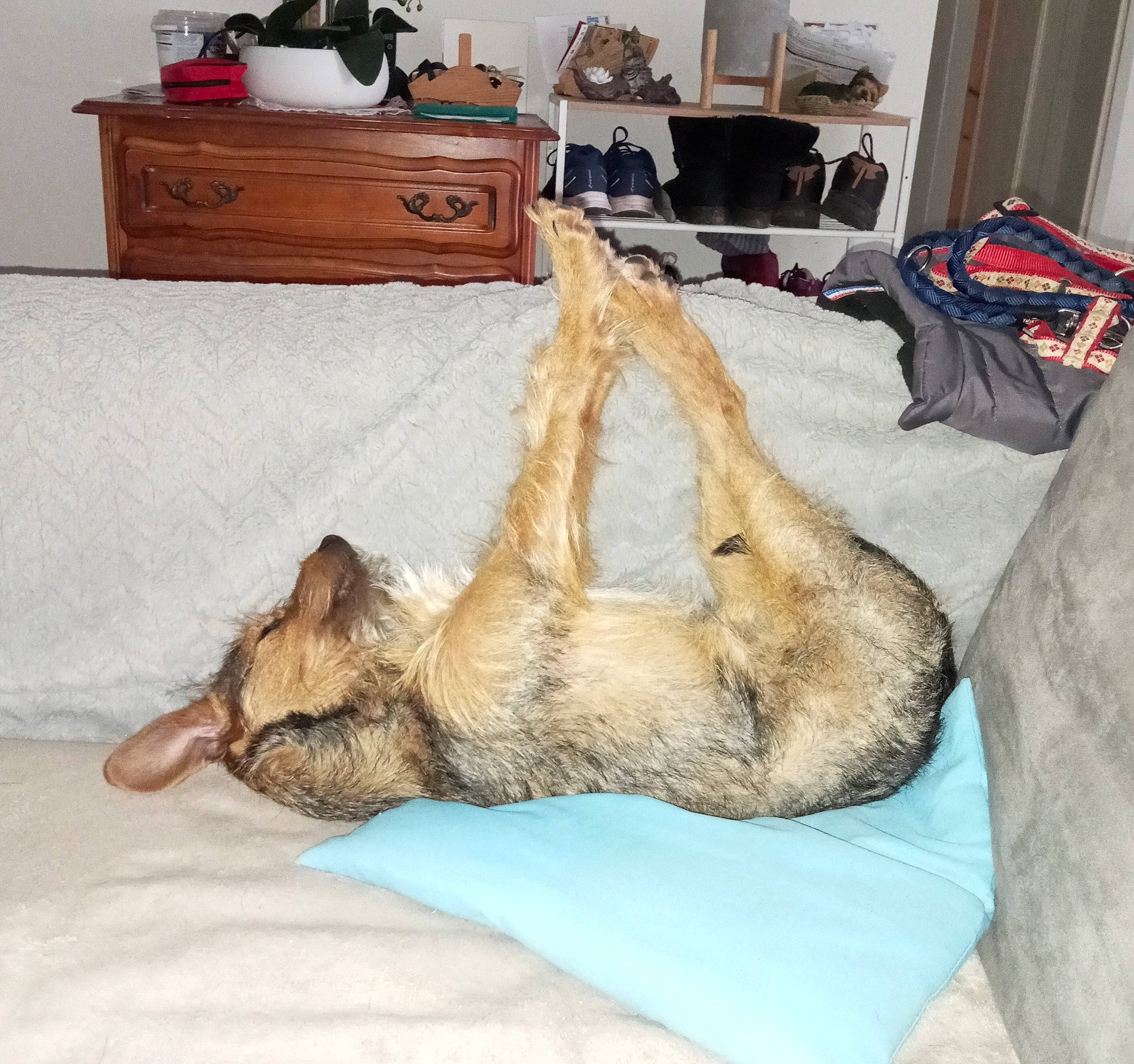 Lucky a rejoint le concours — aidez-le/la à gagner de superbes lots ! cabinetry, carnivore, chest_of_drawers, comfort, companion_dog, dog, dog_breed, drawer, fawn, felidae, foot, fur, german_shepherd_dog, human_leg, linens, room, snout, sporting_group, whiskers, wood