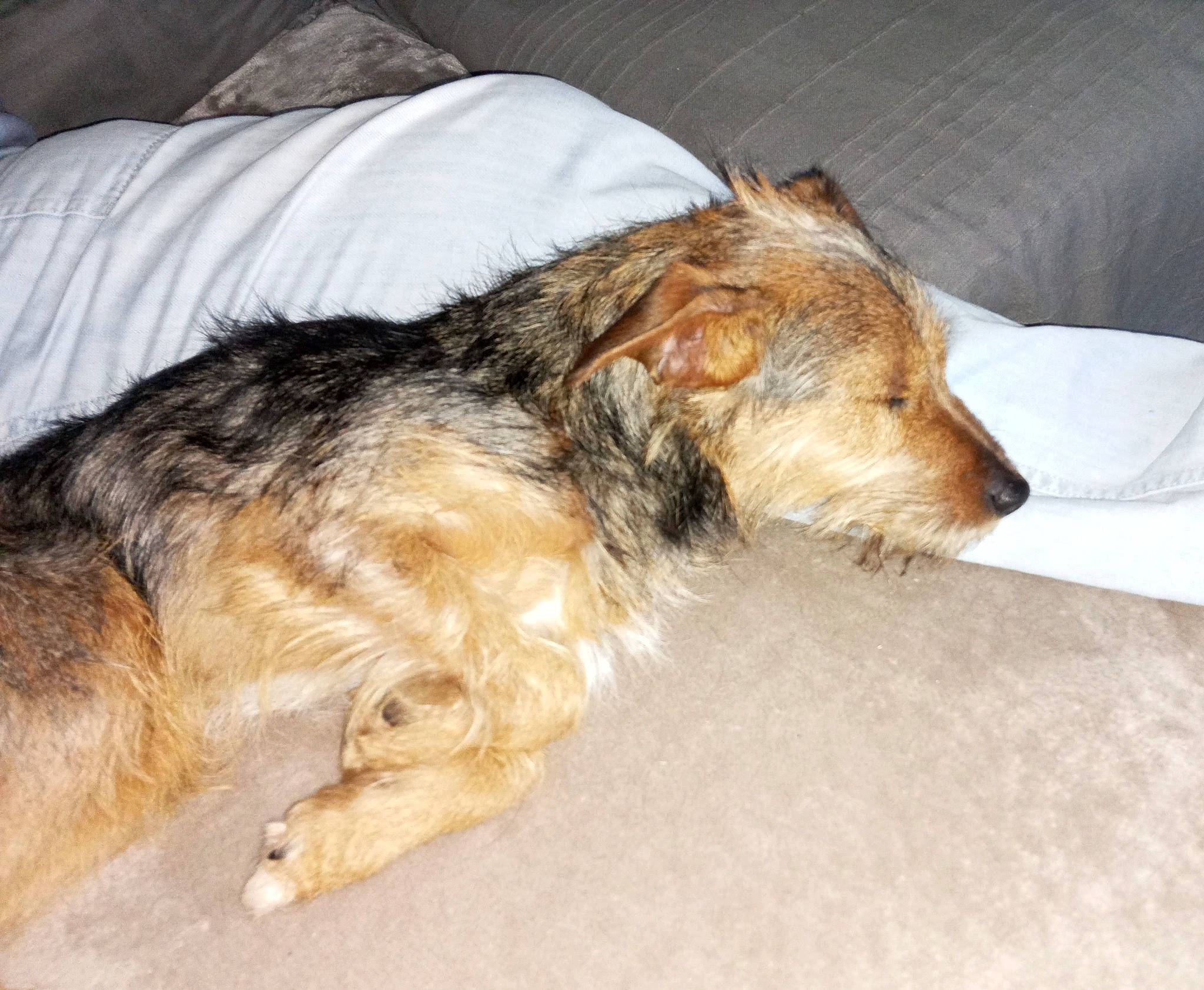 Lucky a rejoint le concours — aidez-le/la à gagner de superbes lots ! canidae, carnivore, comfort, companion_dog, dog, dog_breed, fawn, flooring, fur, paw, sporting_group, terrestrial_animal, terrier, working_animal